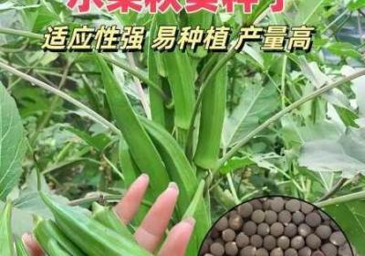 秋葵 秋葵花茶的功效与作用