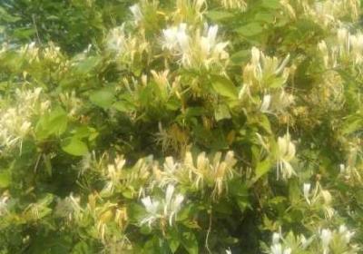 小尾巴TXT金银花原文及其影响终于不再限制 小尾巴txt金银花原文百度网盘