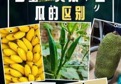 秋葵茄子丝瓜草莓榴莲锦集 秋葵茄子丝瓜草莓污视频