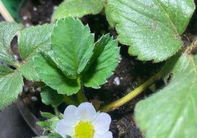 17c一起种草 一起种植