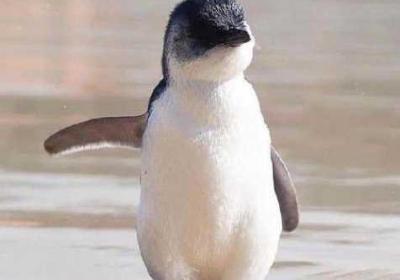 小蓝全球最好的钙片AG 小蓝全球最好的gtv平台