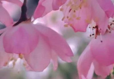 海棠如何突然进不去了 海棠文怎么进去