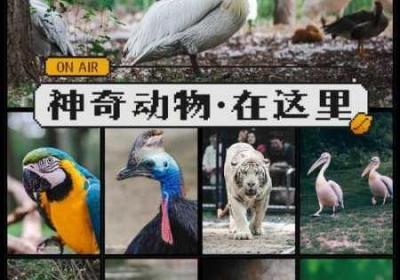 ZOOM动物高清 zoom狗动物高清