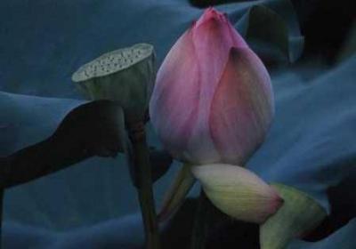 女性半夜莲花开啥子意思 女人半夜莲花会开吗